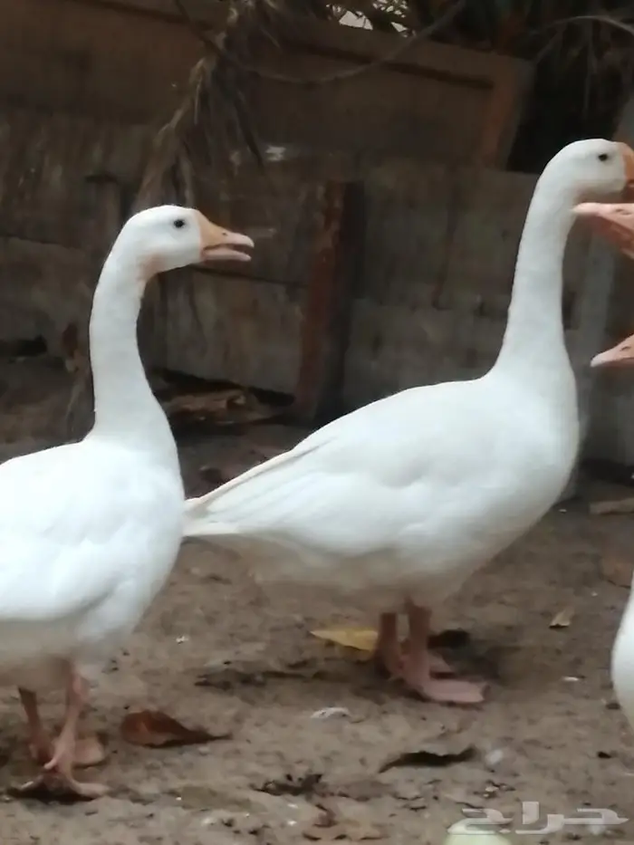 وز عراقي ابيض نوادر جوز 0
