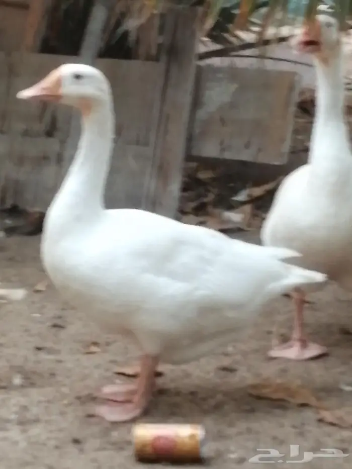 وز عراقي ابيض نوادر جوز 1