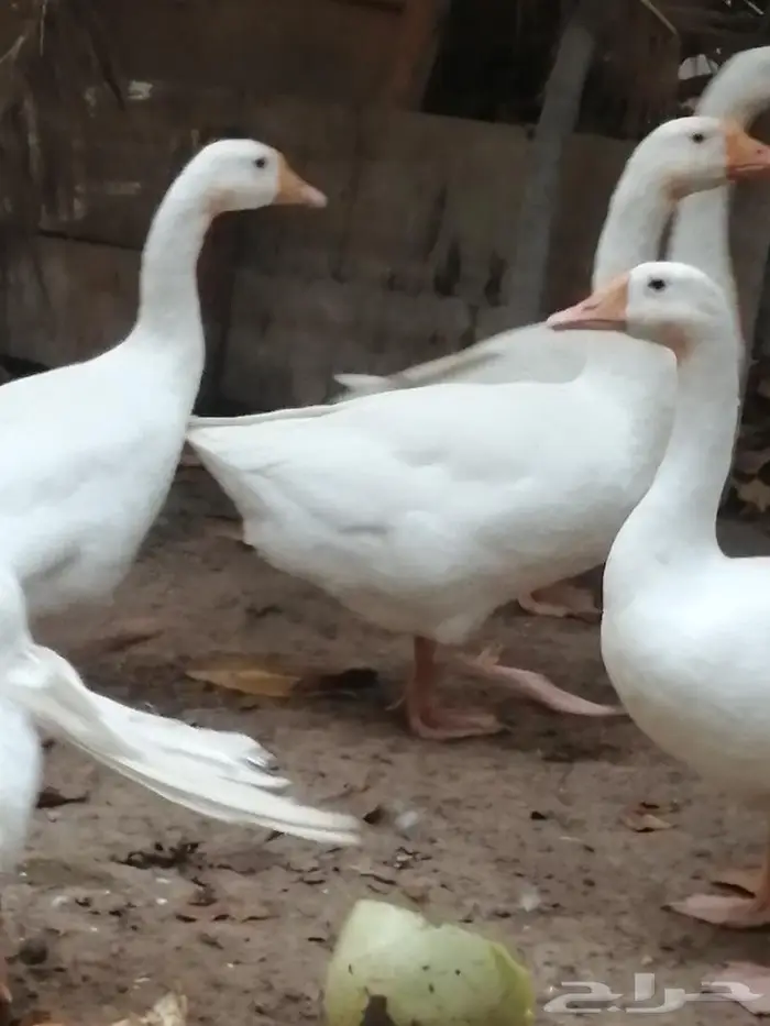 وز عراقي ابيض نوادر جوز 2