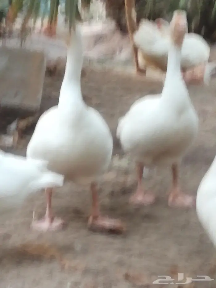 وز عراقي ابيض نوادر جوز 3