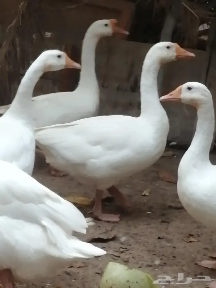 وز عراقي ابيض نوادر جوز 4