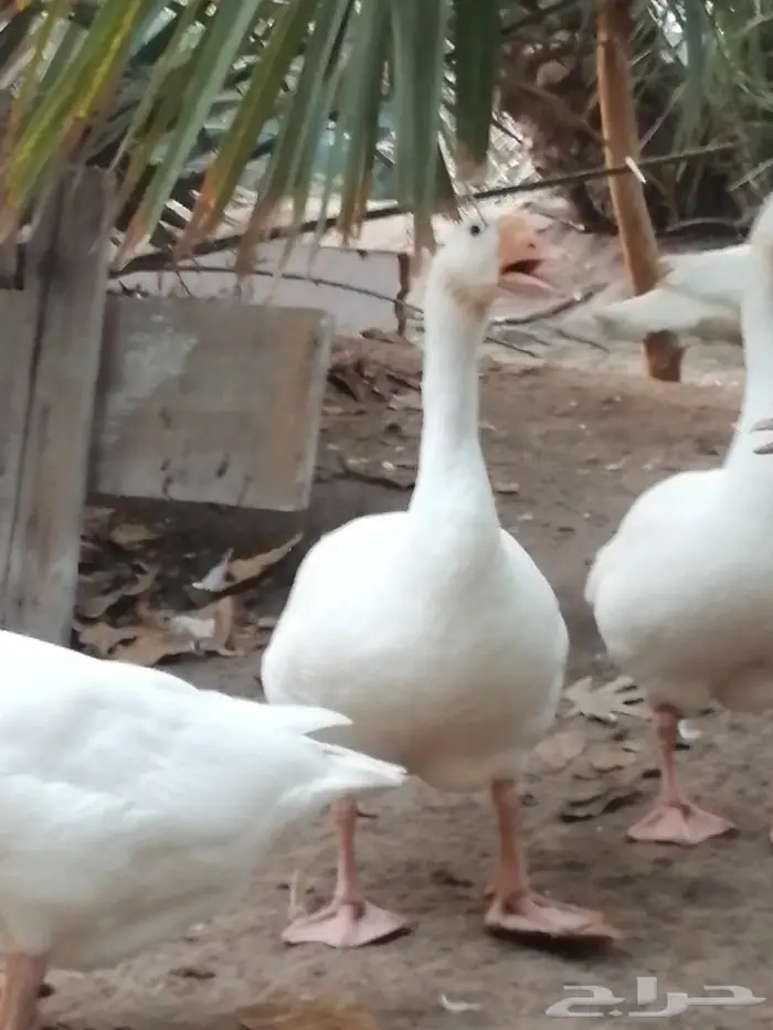 وز عراقي ابيض نوادر جوز 5