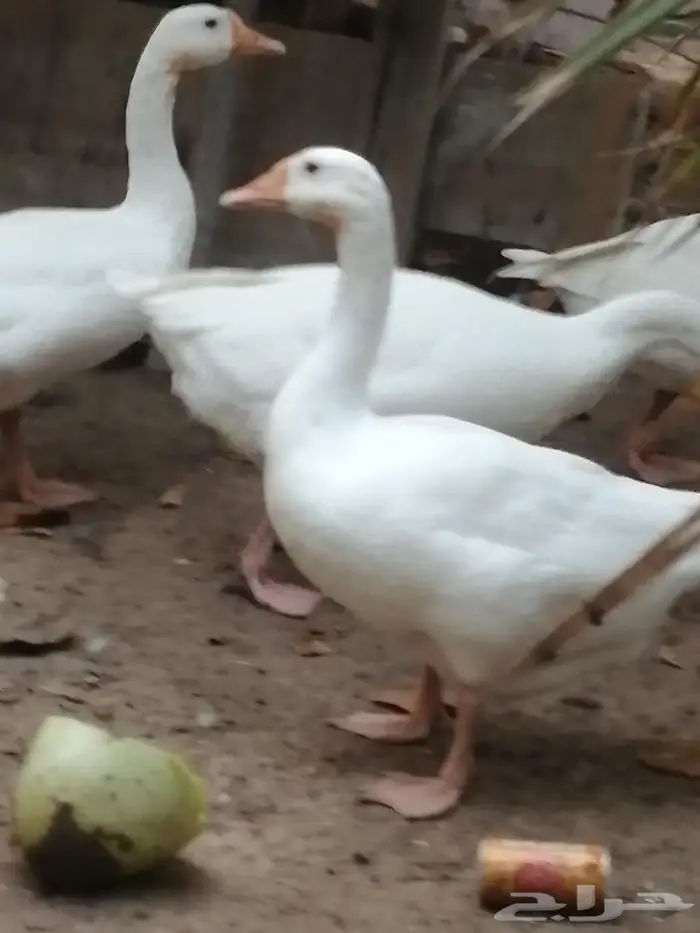 وز عراقي ابيض نوادر جوز 6