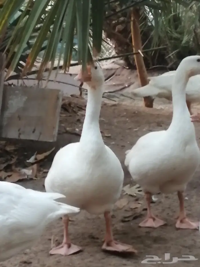 وز عراقي ابيض نوادر جوز 8