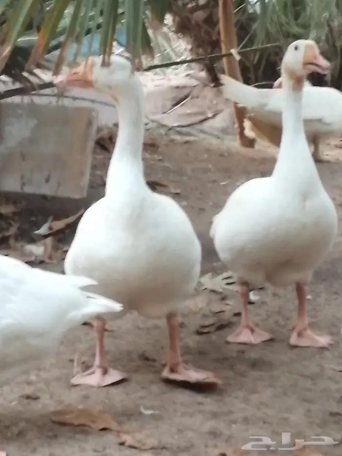 وز عراقي ابيض نوادر جوز 9