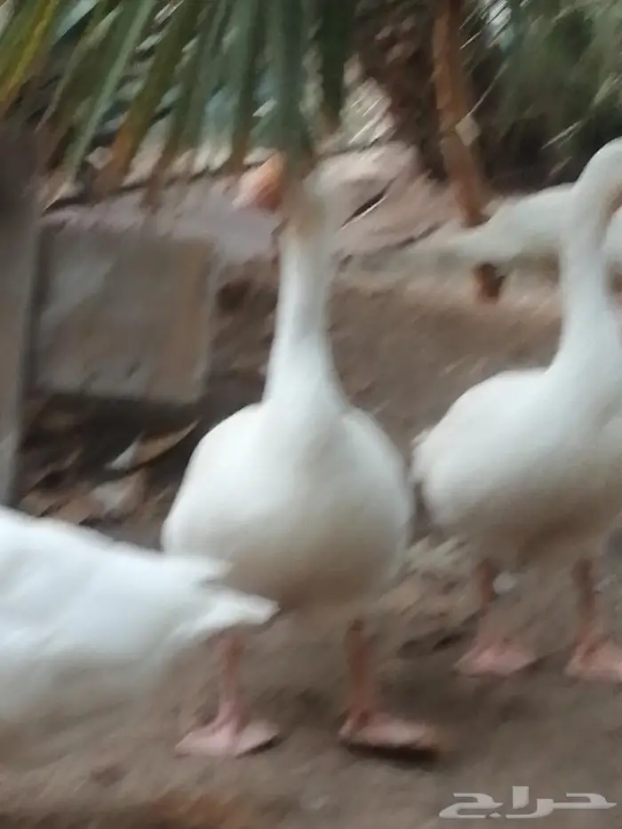 وز عراقي ابيض نوادر جوز 11