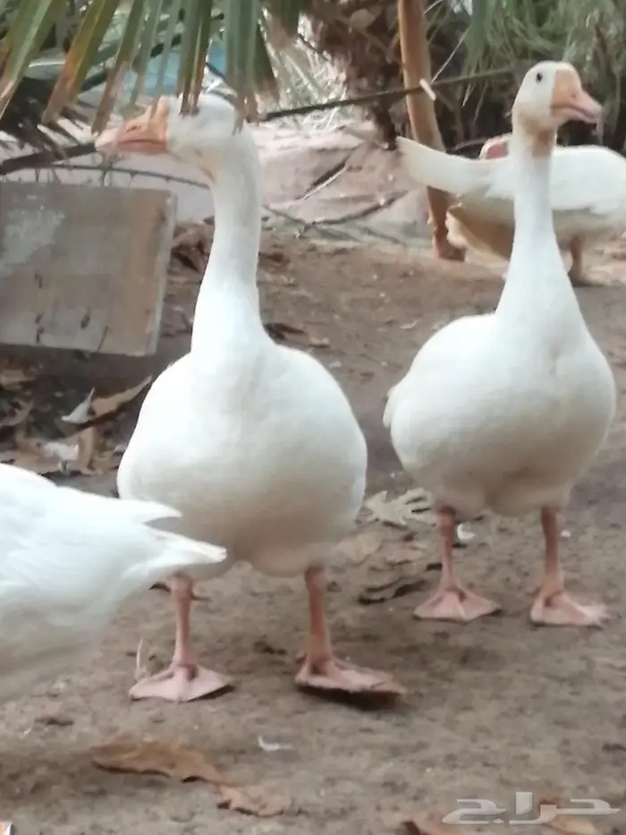 وز عراقي ابيض نوادر جوز 13