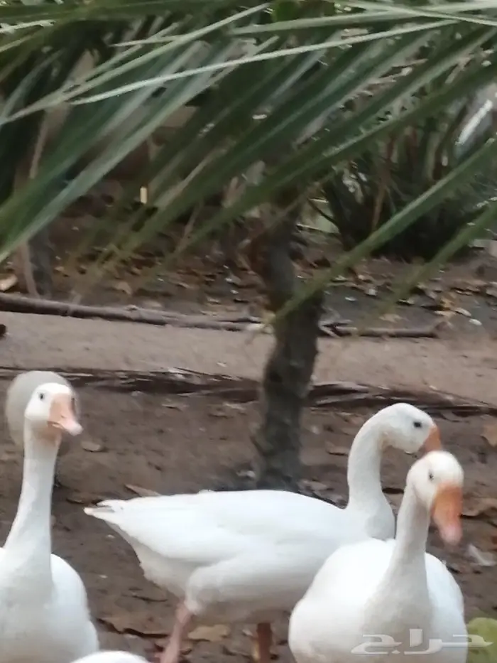 وز عراقي ابيض نوادر جوز 12