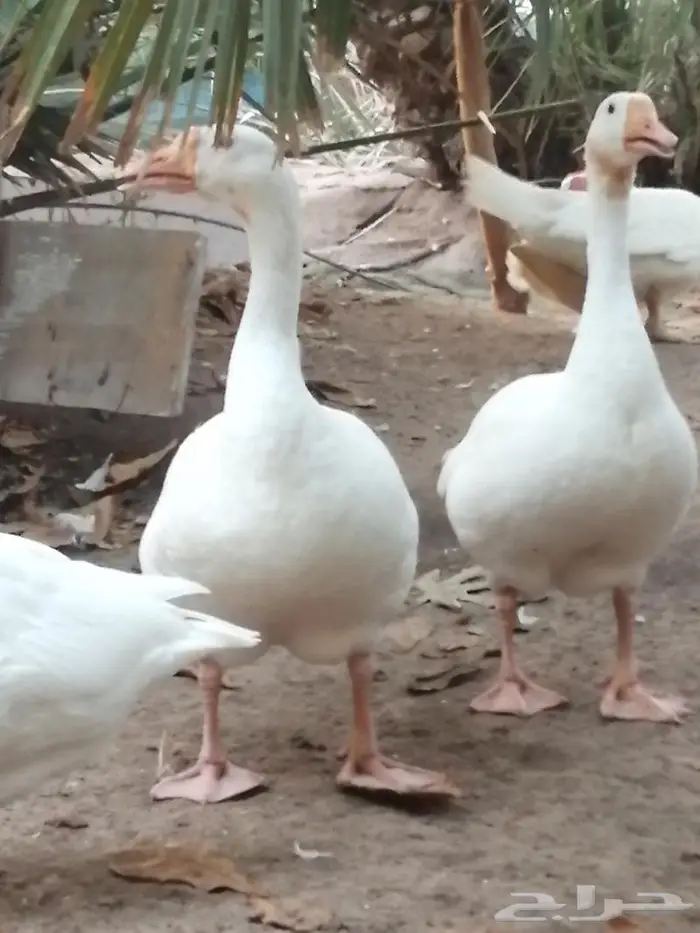 وز عراقي ابيض نوادر جوز 14