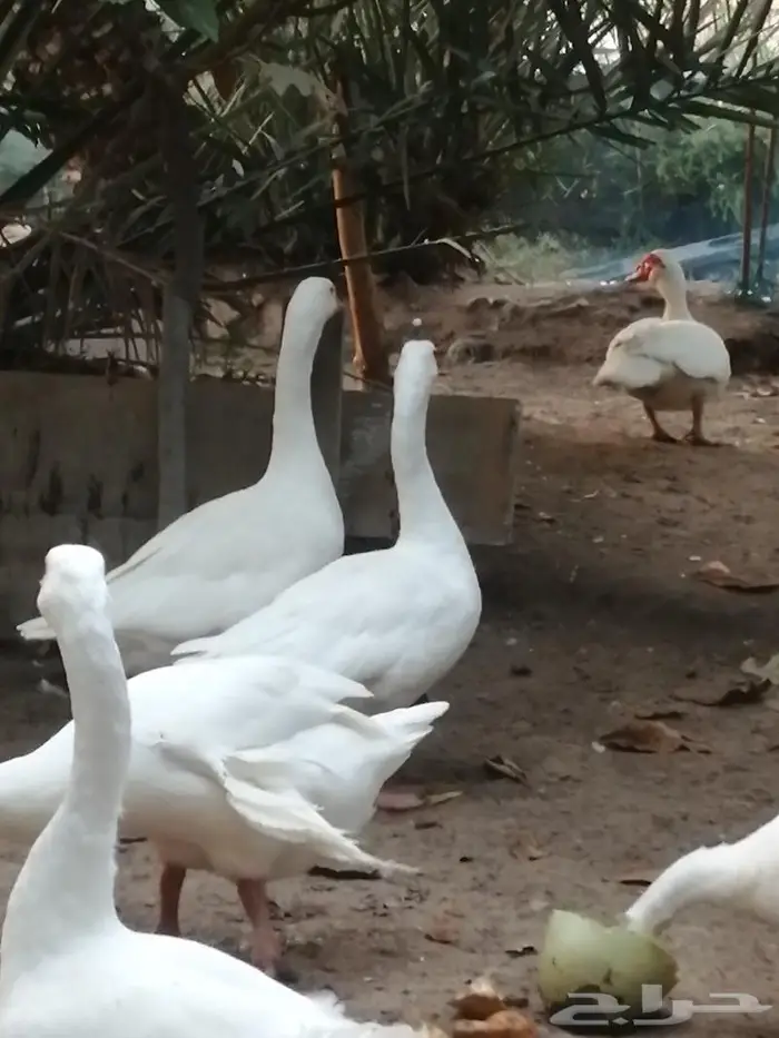 وز عراقي ابيض نوادر جوز 16