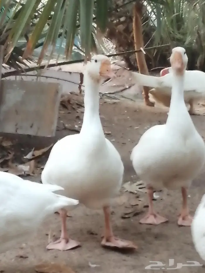 وز عراقي ابيض نوادر جوز 15