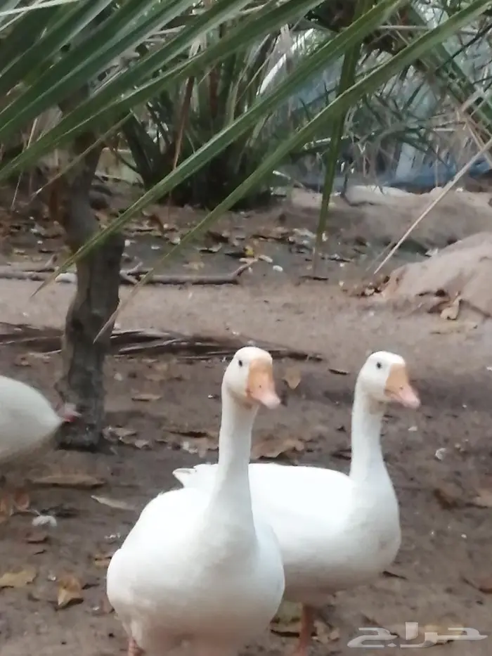 وز عراقي ابيض نوادر جوز 18