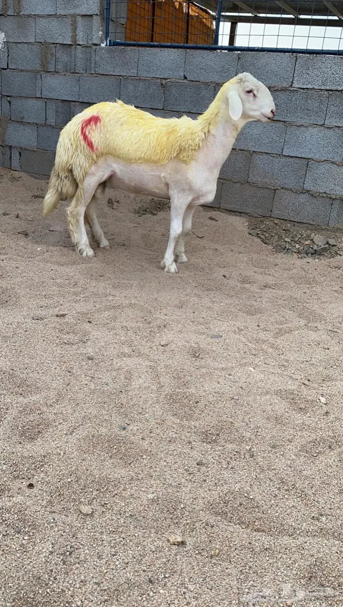 ( تم البيع) مشروع فحل صنف 5