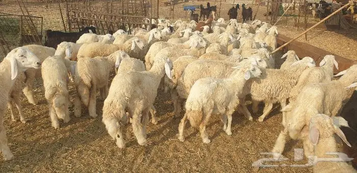 ذبايح حري سواكني تيوس مسلخ بالموقع مجهز 5