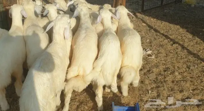 ذبايح حري سواكني تيوس مسلخ بالموقع مجهز 1