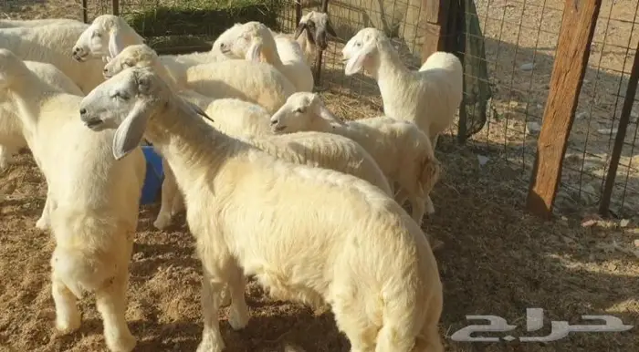 ذبايح حري سواكني تيوس مسلخ بالموقع مجهز 2