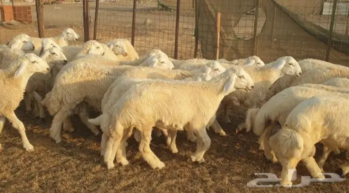 ذبايح حري سواكني تيوس مسلخ بالموقع مجهز 0