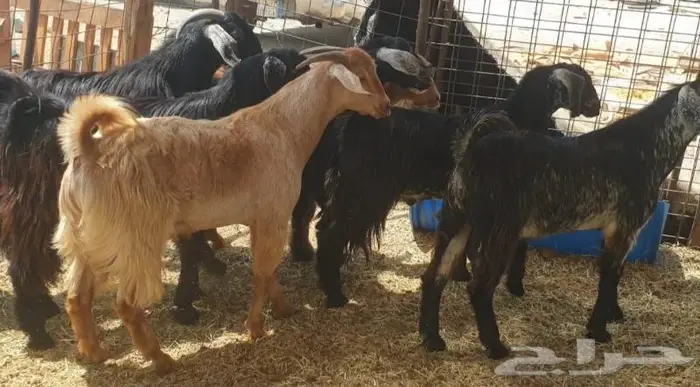 ذبايح حري سواكني تيوس مسلخ بالموقع مجهز 8