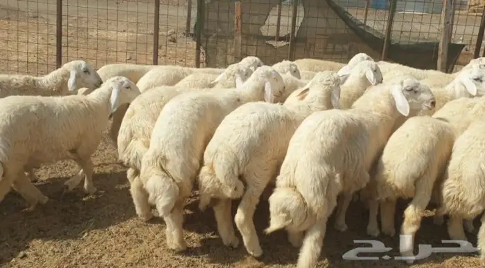 ذبايح حري سواكني تيوس مسلخ بالموقع مجهز 3