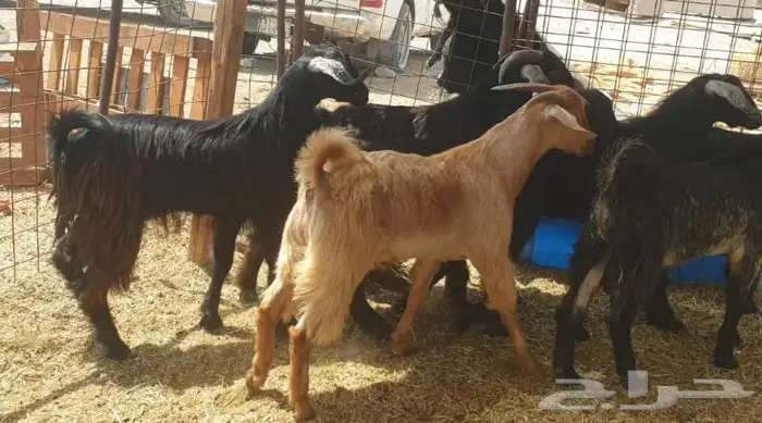 ذبايح حري سواكني تيوس مسلخ بالموقع مجهز 7