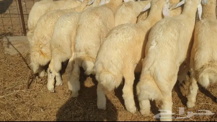 ذبايح حري سواكني تيوس مسلخ بالموقع مجهز 4