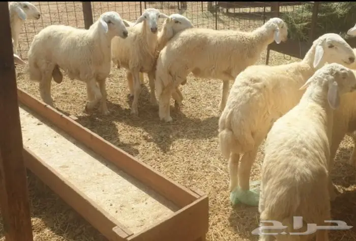 ذبايح حري سواكني تيوس مسلخ بالموقع مجهز 6