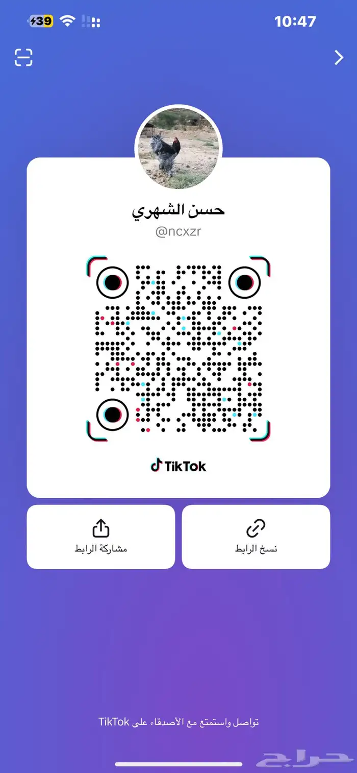 صوص بلدي عدد 12 الف 21
