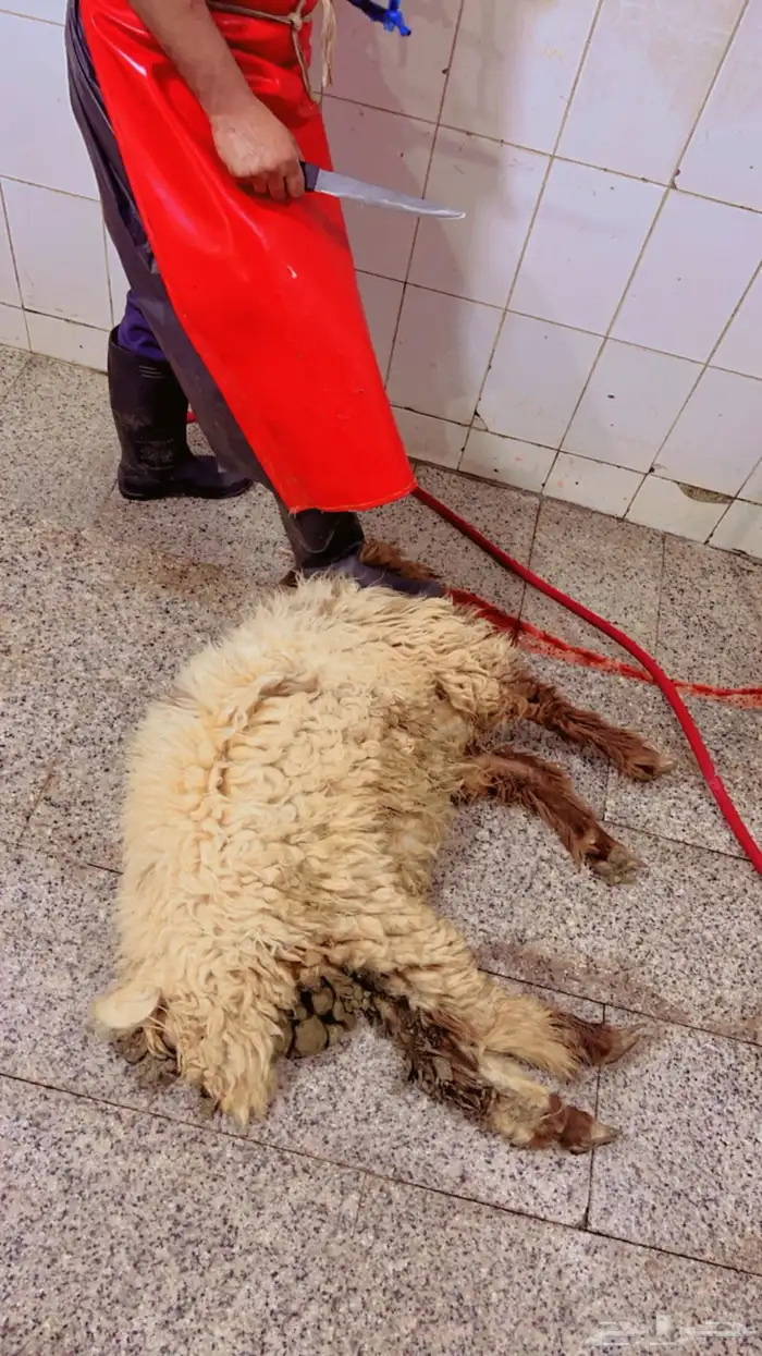 خرفان نعيم تيوس 7