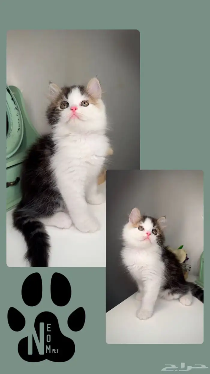 سكوتش فولد كيتن انثى ذكر شيرازي هملايا بسه جدة قطه سكواتش 5