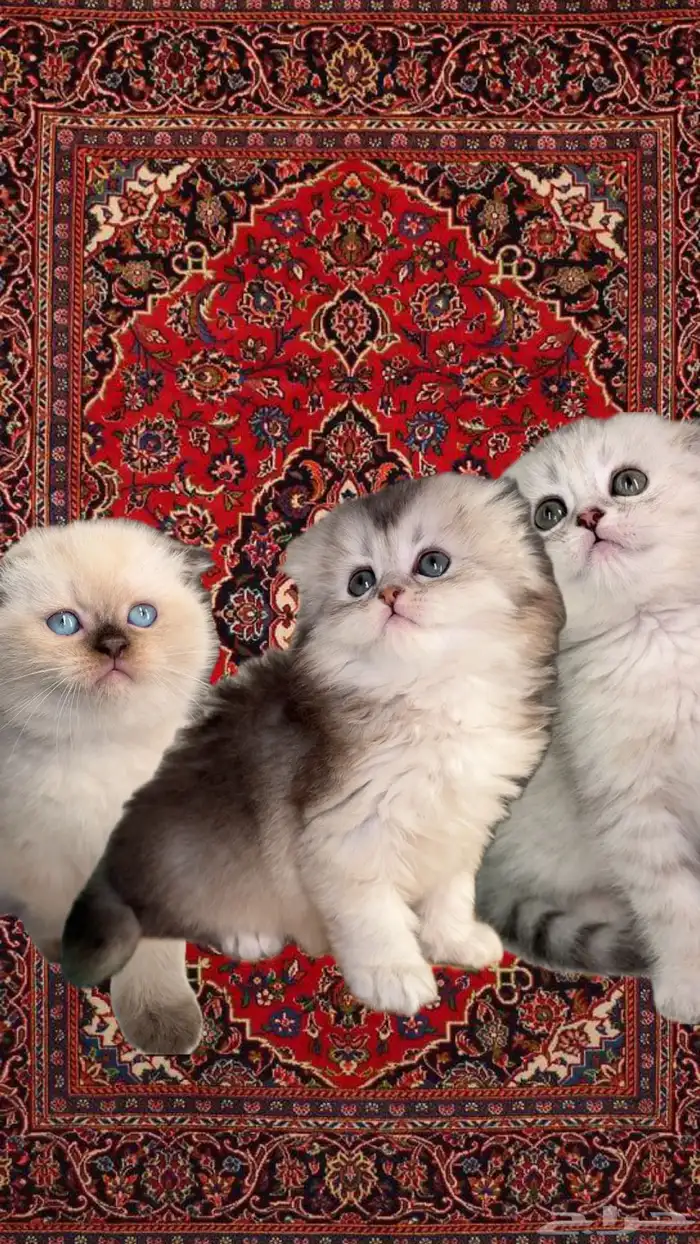 سكوتش فولد كيتن انثى ذكر شيرازي هملايا بسه جدة قطه سكواتش 0