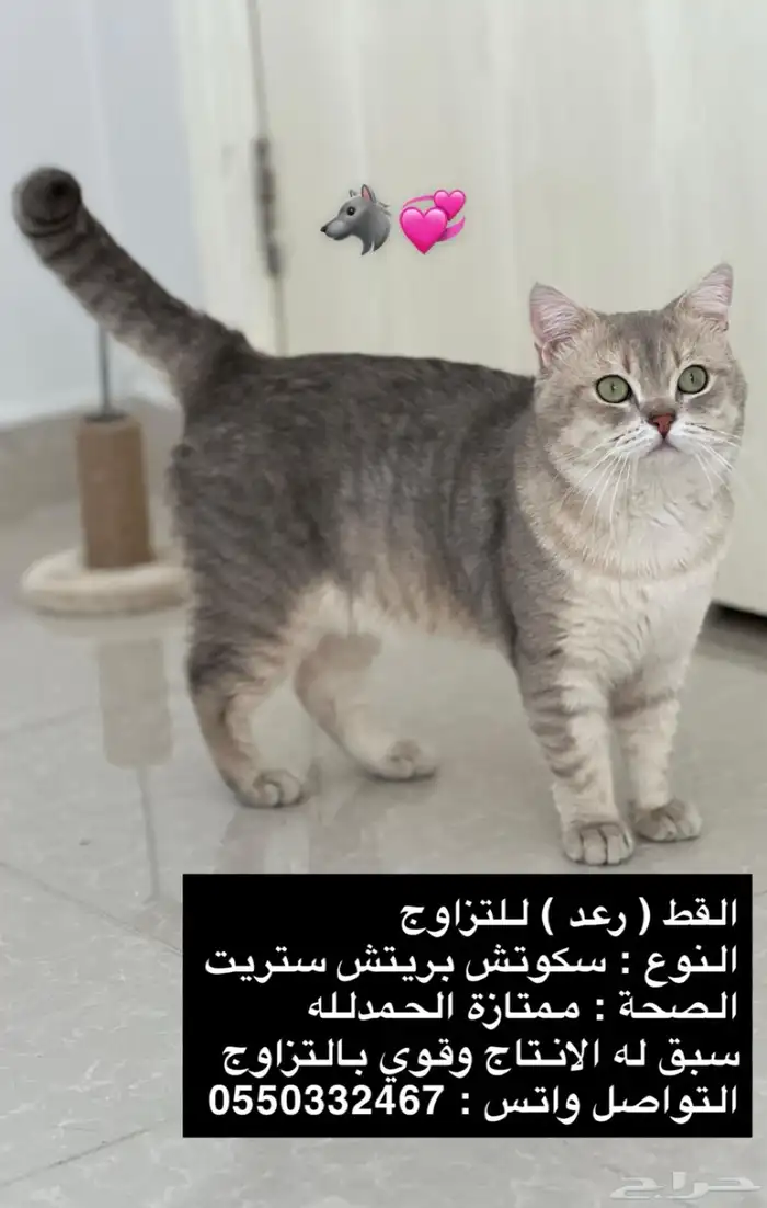 سكوتش بريتش ستريت اطراف قصيرة 0
