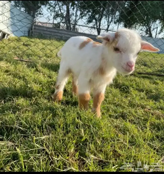 ماعز قزم الليف جدا 27