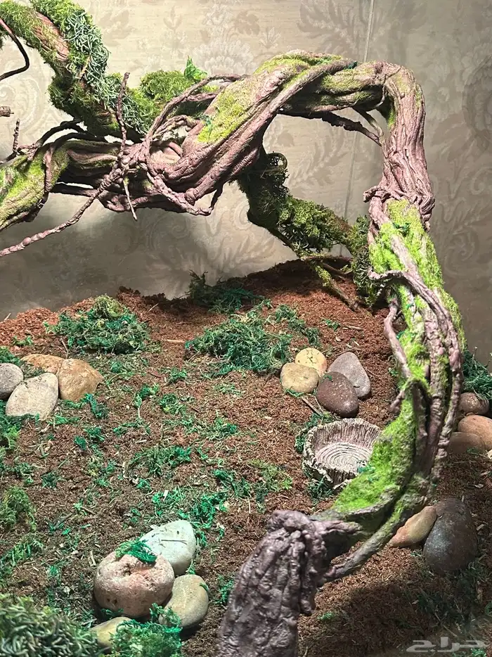 تفصيل أحواض زواحف 7