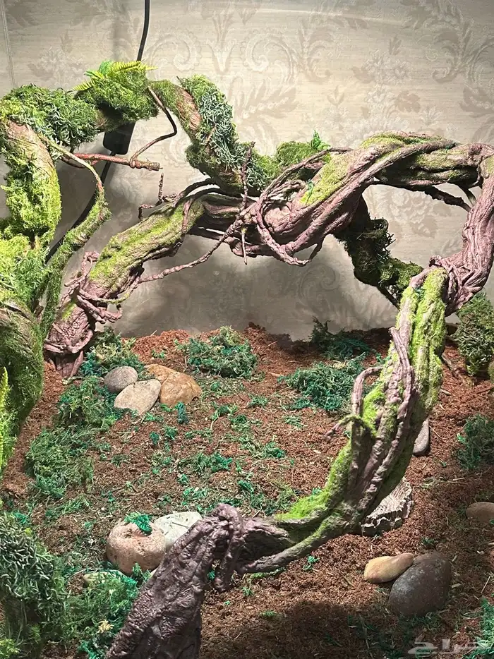 تفصيل أحواض زواحف 8