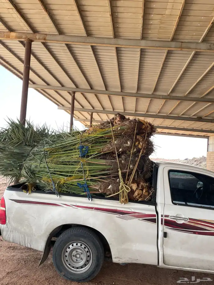 نخل مثمر طالع من القصيم ألجنوب خلأص برحي سكري صقعي هشيش 3