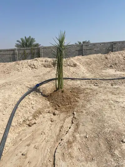 غنم مزارع 0