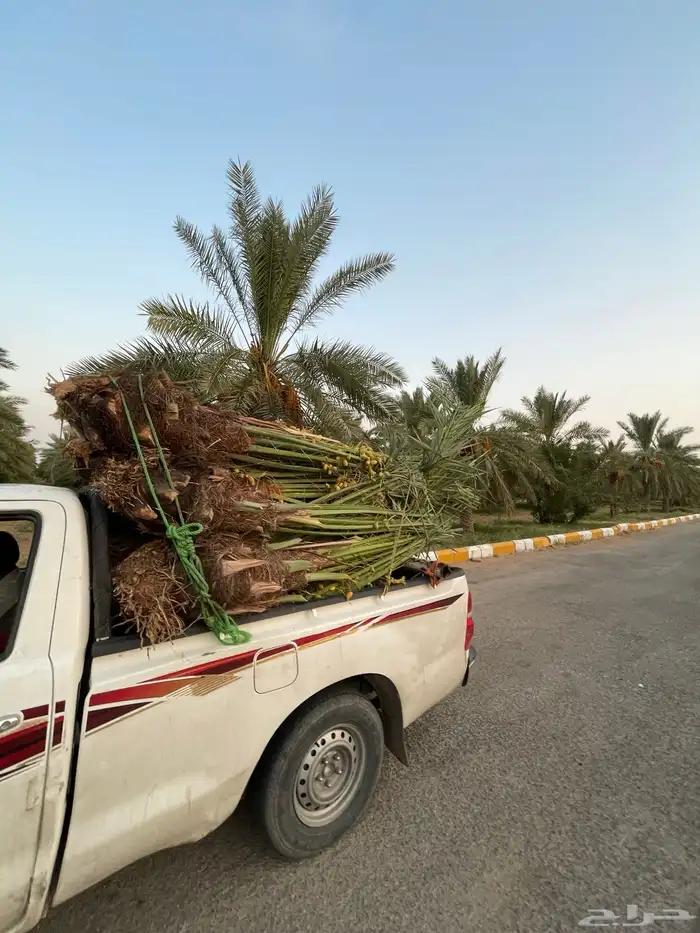 نخل مثمر طالع من القصيم ألجنوب خلأص برحي سكري صقعي هشيش 0