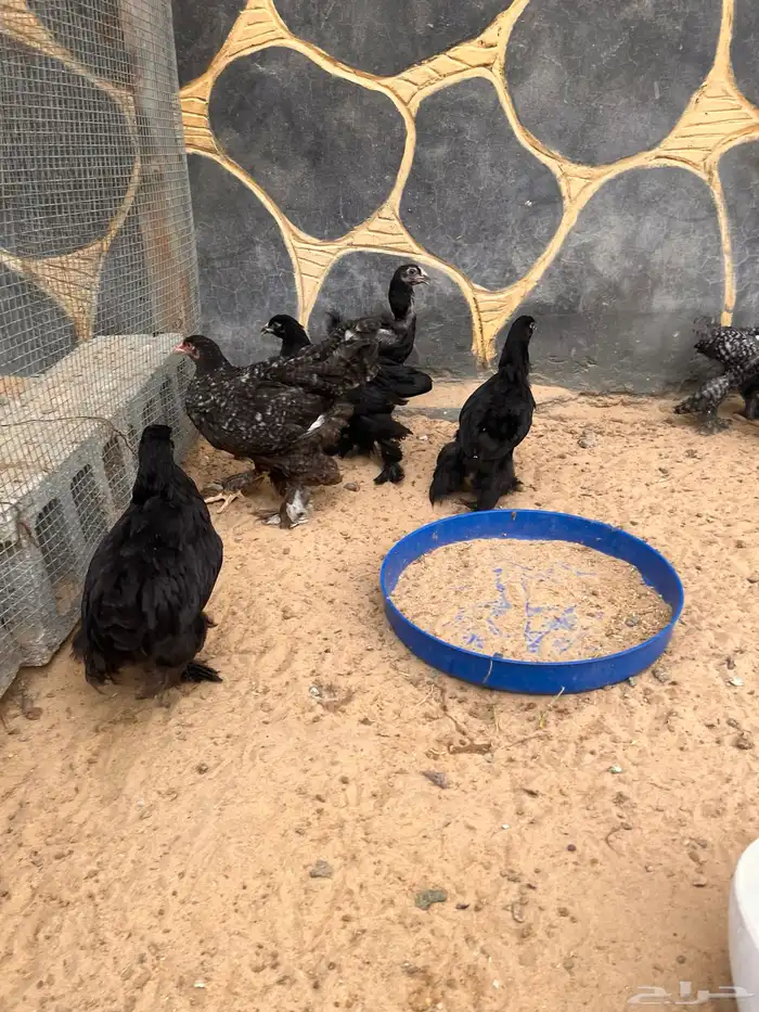 فروخ براهما 0