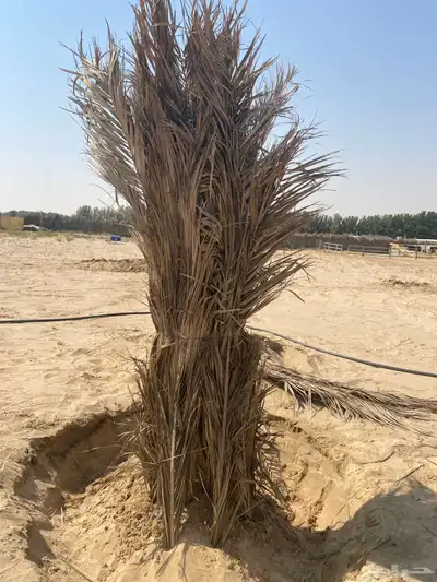 غنم مزارع 1