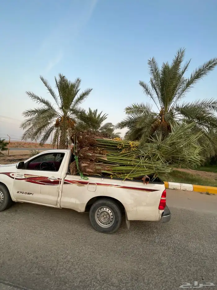 نخل مثمر طالع من القصيم ألجنوب خلأص برحي سكري صقعي هشيش 1