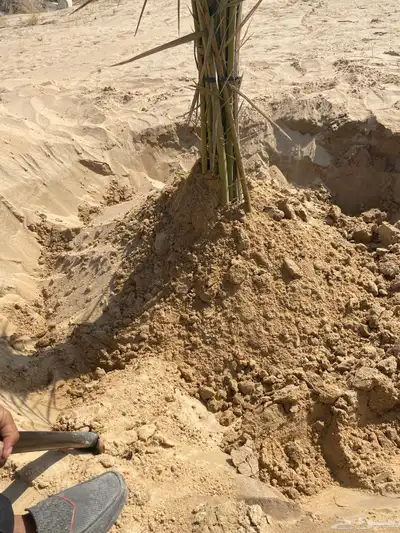 غنم مزارع 2