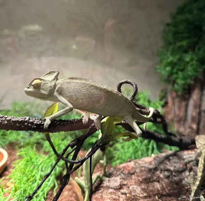 تفصيل أحواض زواحف 9