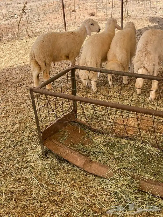 ذبايح حري ذبائح مناسبات ثلاجه يوجد توصيل 2