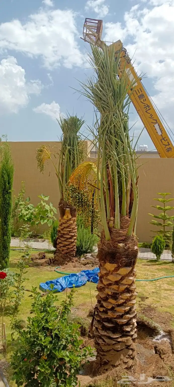 نخل مثمر طالع من القصيم ألجنوب خلأص برحي سكري صقعي هشيش 4