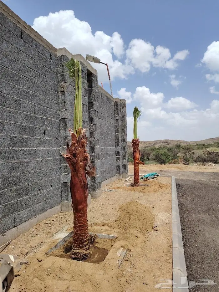 للبيع نخيل زينه واشنطني في خميس مشيط وابها 0