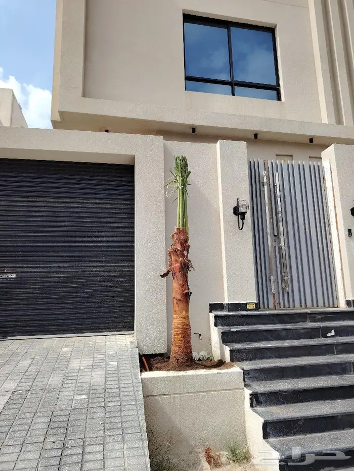 للبيع نخيل زينه واشنطني في خميس مشيط وابها 4