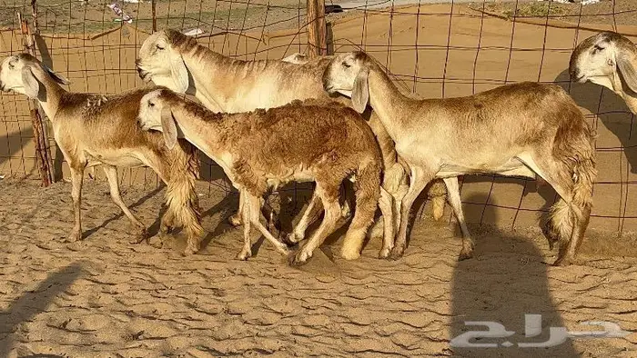 رخال درمانيات صنف نوادر 8 روس بالفحل 8
