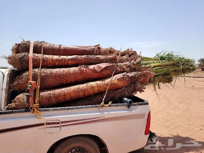 للبيع نخيل زينه واشنطني في خميس مشيط وابها 2