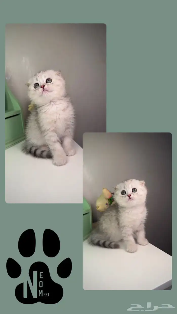 سكوتش فولد كيتن انثى ذكر شيرازي هملايا بسه جدة قطه سكواتش 2