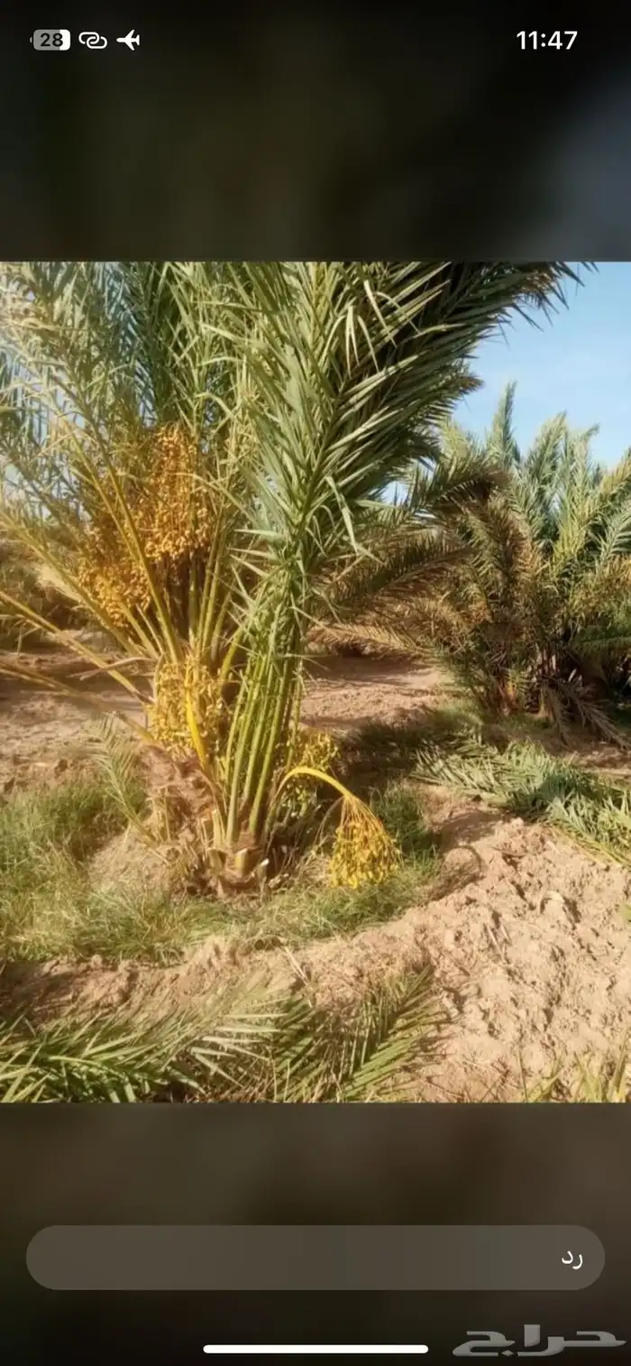 نخل مثمر طالع من القصيم ألجنوب خلأص برحي سكري صقعي هشيش 2